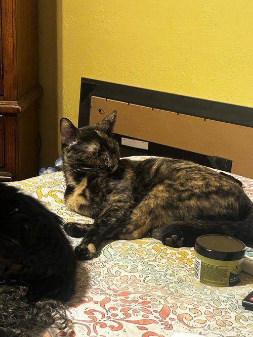 Laleh, Adult Tortoiseshell (short coat), cat for adoption in Apache Junction, Arizona