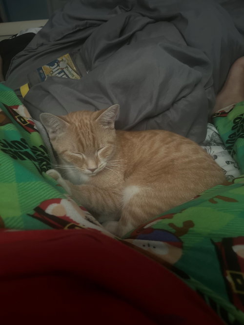 picture of the cat needing adoption