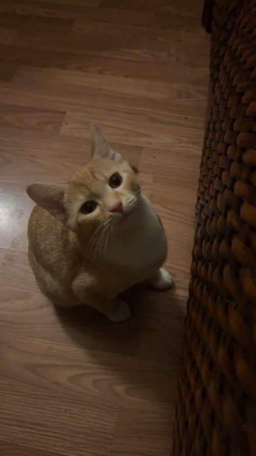 Asad, Adult Tabby / Domestic Short Hair / Mixed (short coat), cat for adoption in Apache Junction, Arizona