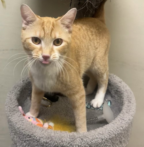 Asad, an adoptable Tabby in Phoenix, AZ