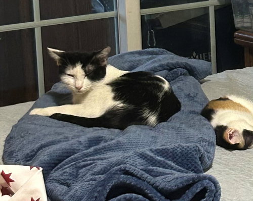 picture of the cat needing adoption