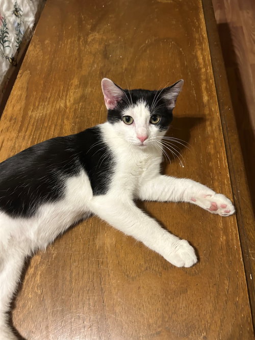 Bahar, Adult Domestic Short Hair (short coat), cat for adoption in Apache Junction, Arizona