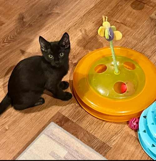 Trooper, Baby Domestic Medium Hair / Mixed (medium coat), cat for adoption in Apache Junction, Arizona