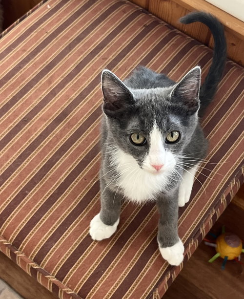 Pilot, Baby Domestic Short Hair / Tuxedo / Mixed (short coat), cat for adoption in Apache Junction, Arizona