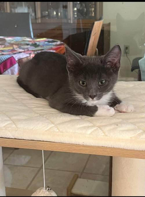 Trigger, Baby Domestic Short Hair / Tuxedo / Mixed (short coat), cat for adoption in Apache Junction, Arizona