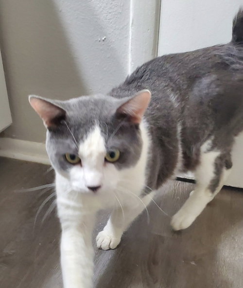 Benny Bugs, an adoptable Domestic Short Hair in Phoenix, AZ