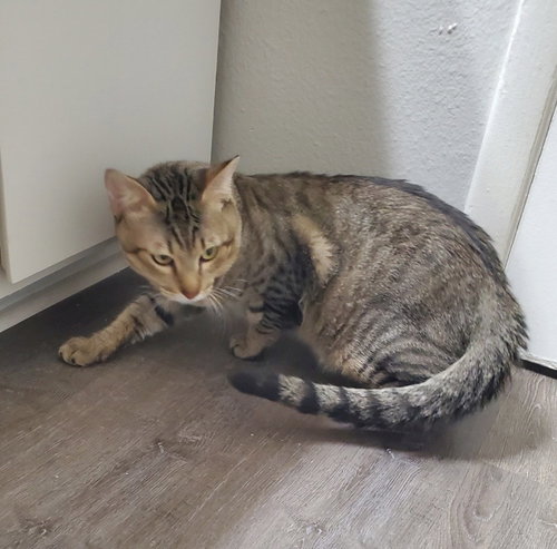 Rex, an adoptable Domestic Short Hair in Phoenix, AZ