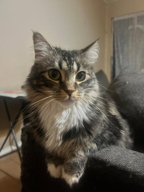 Paco BONDED with Lili, an adoptable Maine Coon in Phoenix, AZ