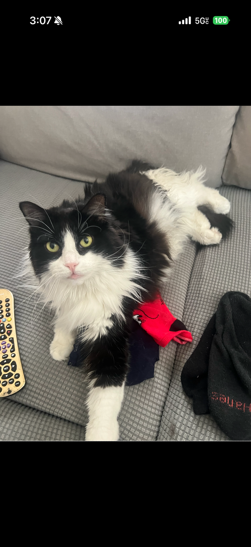 Lili BONDED with Paco, an adoptable Maine Coon in Phoenix, AZ