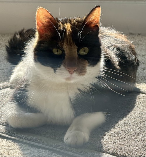 Amai, an adoptable Calico in Phoenix, AZ