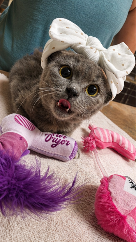 CH Kitty, an adoptable Russian Blue in Phoenix, AZ