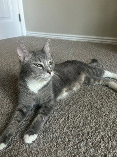 Cookie, an adoptable Domestic Short Hair in Phoenix, AZ