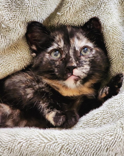 Coquette, an adoptable Calico in Phoenix, AZ