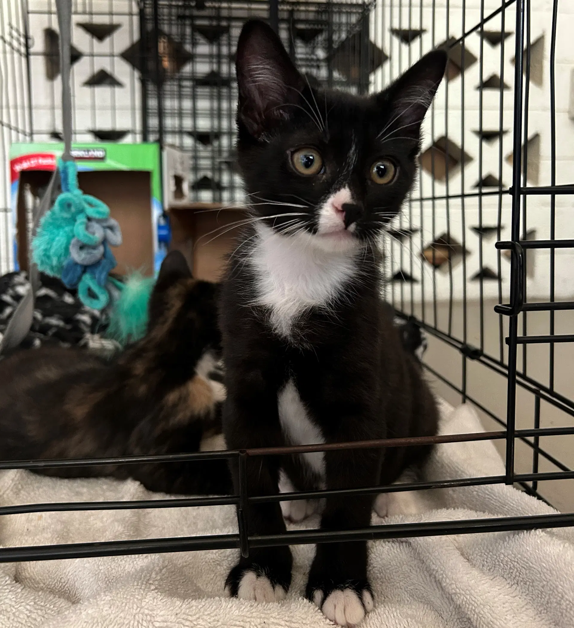 Liam - Domestic Short Hair