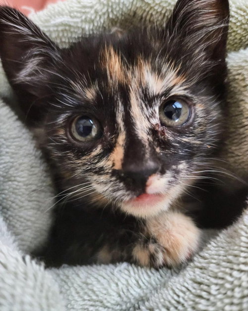 Tiya, an adoptable Calico in Phoenix, AZ