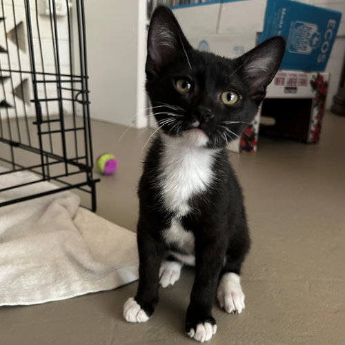 Lyle, Baby Domestic Short Hair (short coat), cat for adoption in Buckeye, Arizona