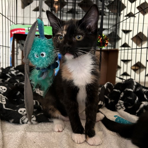 Lara, Baby Domestic Short Hair / Calico / Mixed (short coat), cat for adoption in Buckeye, Arizona