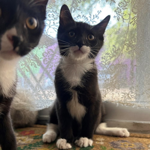 Lenny, Baby Domestic Short Hair (short coat), cat for adoption in Buckeye, Arizona