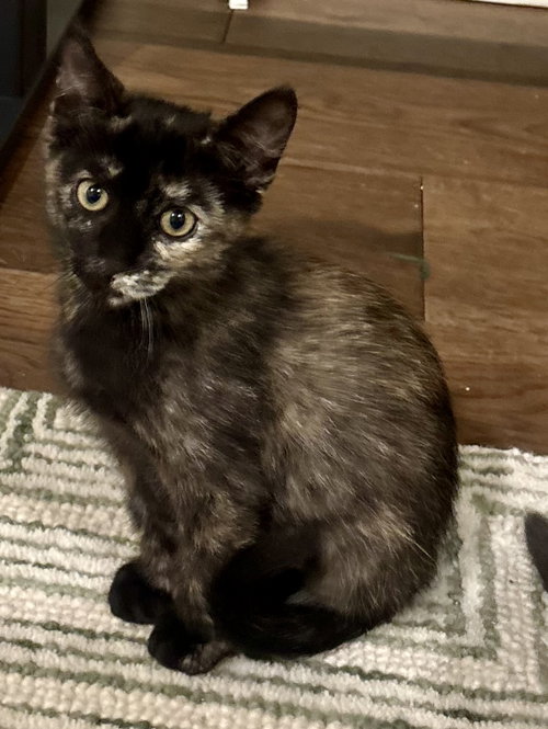 Calypso