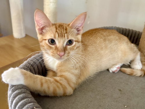 Simba