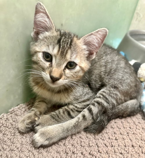 Daisy, Baby Torbie / Domestic Short Hair / Mixed (short coat), cat for adoption in Gilbert, Arizona