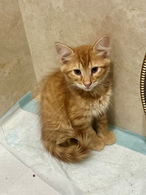 Nacho