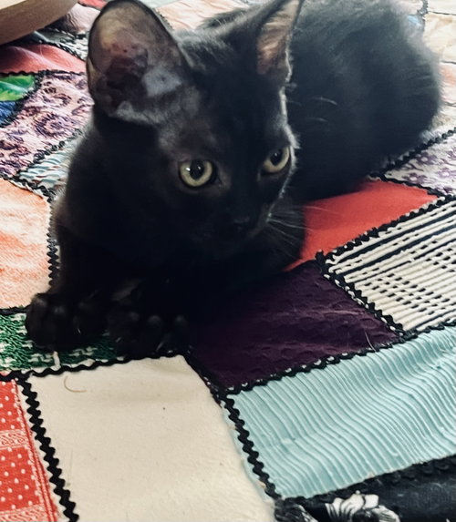 Baby Bear
