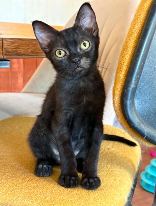 Baby Bear, Baby Domestic Short Hair / Mixed (short coat), cat for adoption in Gilbert, Arizona