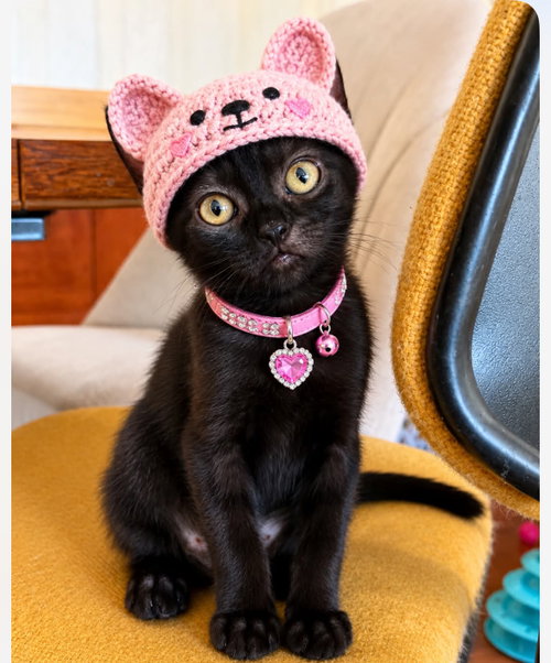 Baby Bear, Baby Domestic Short Hair / Mixed (short coat), cat for adoption in Gilbert, Arizona