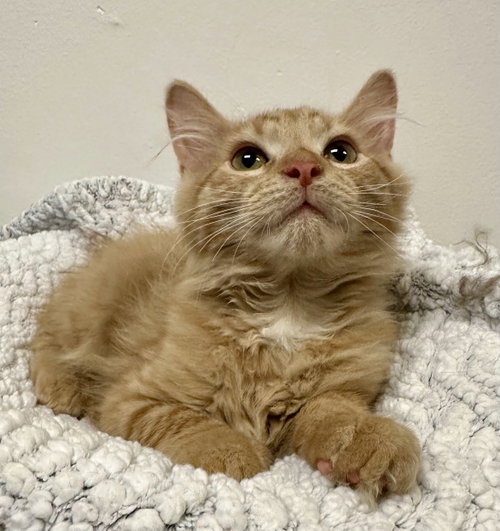 Albert