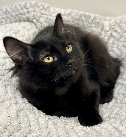 Luna