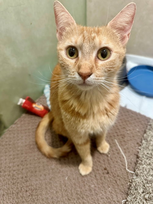 Ginger Snap