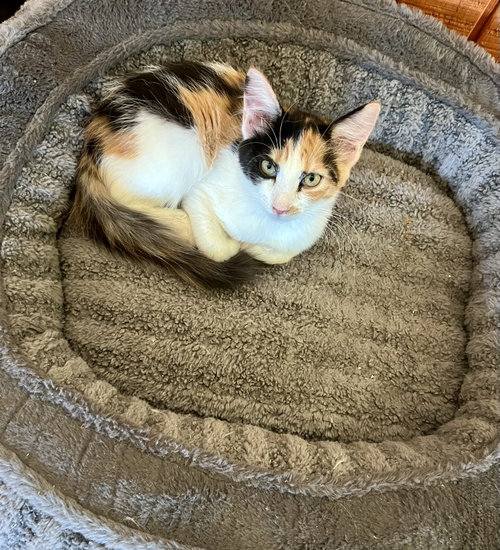 Shelby, an adoptable Calico in Phoenix, AZ