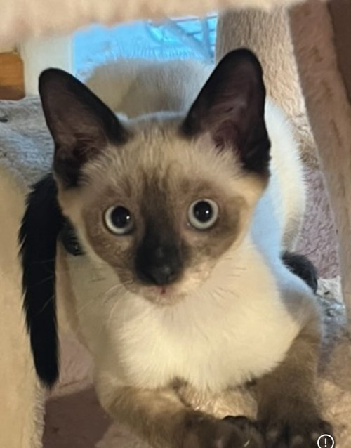 Tonya