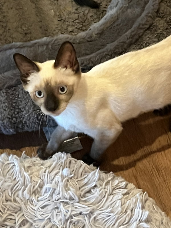 Tonya
