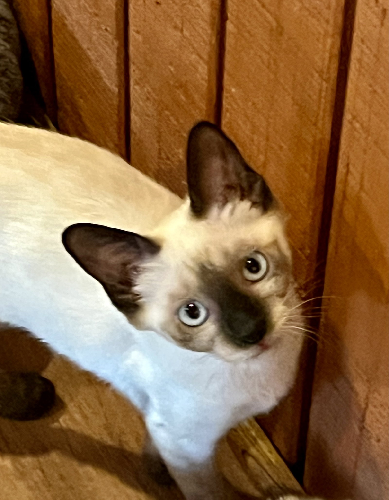 Tonya