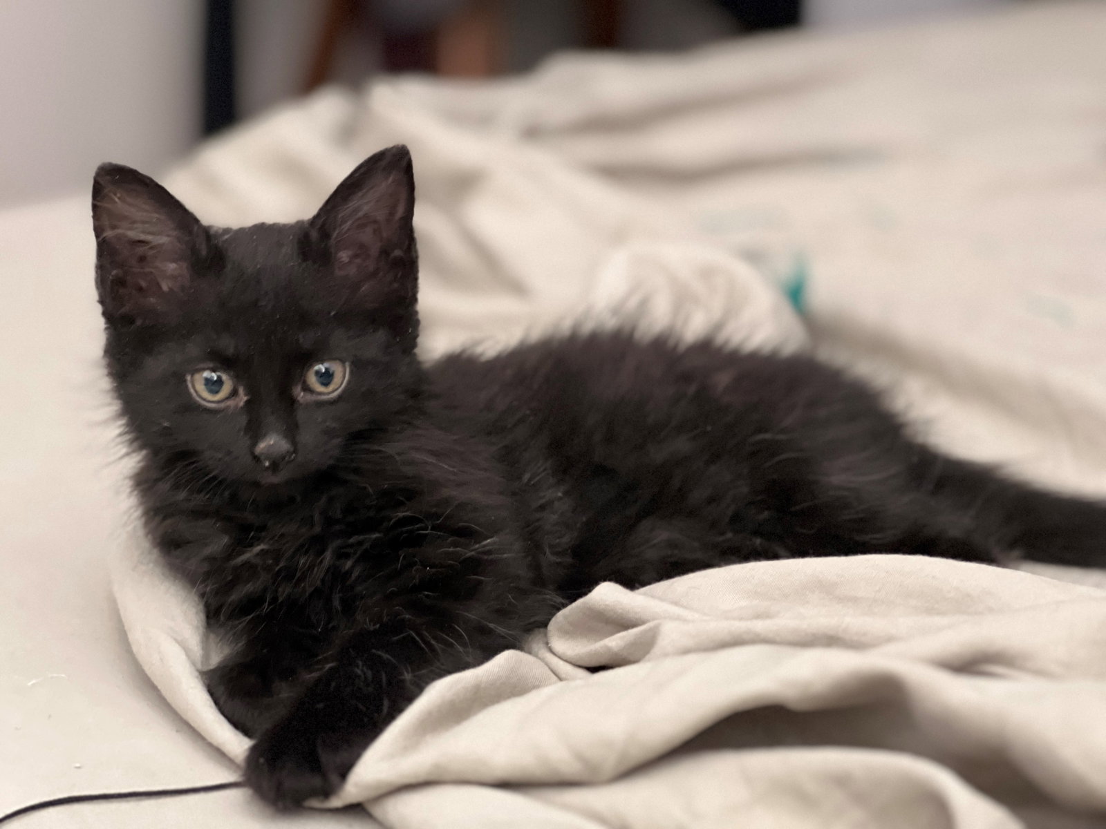 Olive