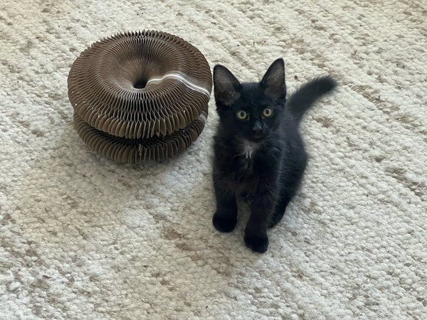 Olive