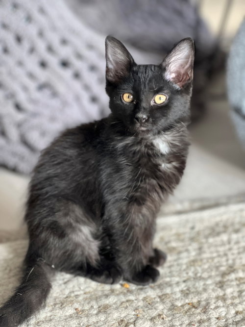 Olive, Baby Maine Coon / Domestic Medium Hair (medium coat), cat for adoption in Goodyear, Arizona