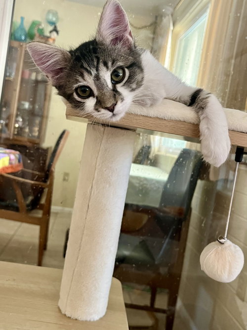 Addie, an adoptable Domestic Short Hair in Phoenix, AZ