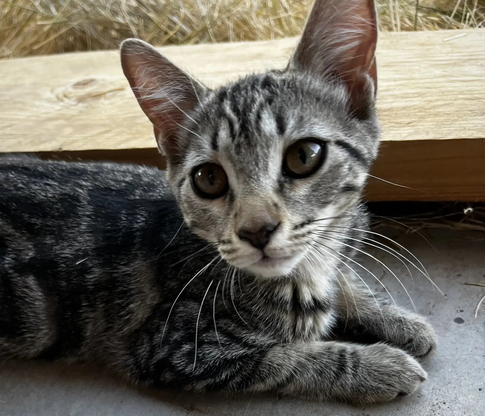 Ronja - Domestic Short Hair