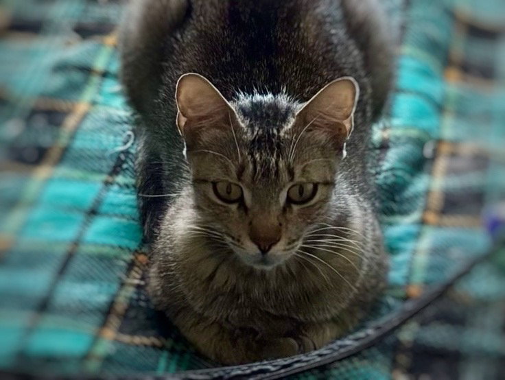 Frieda, photo 2