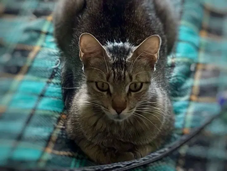 Frieda image 2
