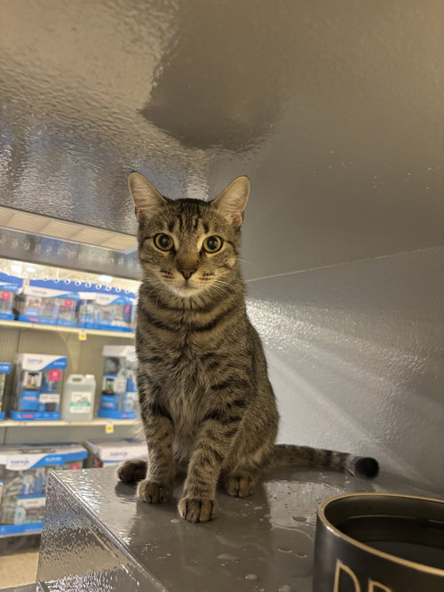 picture of the cat needing adoption