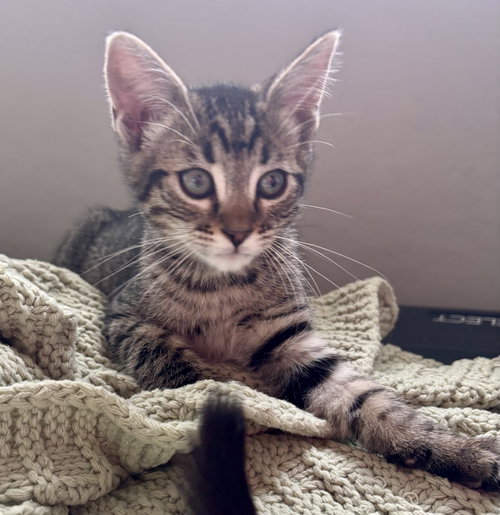 Tiggy