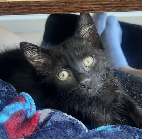 Elvira, Baby Domestic Short Hair / Mixed (short coat), cat for adoption in Goodyear, Arizona