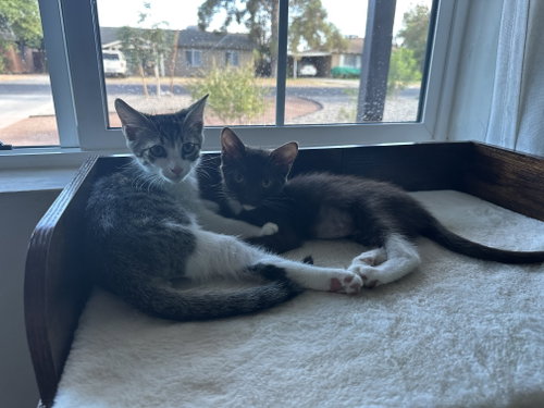 Cinnamon Bonded With Herman photo 2