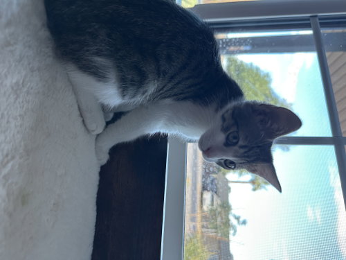 Herman Bonded With Cinnamon photo 2