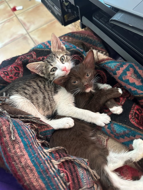 Herman BONDED with Cinnamon, an adoptable Domestic Short Hair in Phoenix, AZ