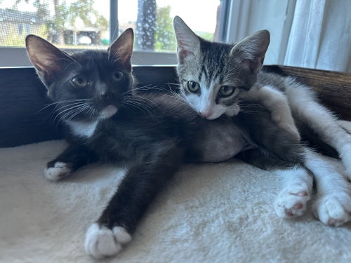 Herman Bonded With Cinnamon photo 4